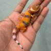 IMG_0308 jual gecko shtctb jantan baby