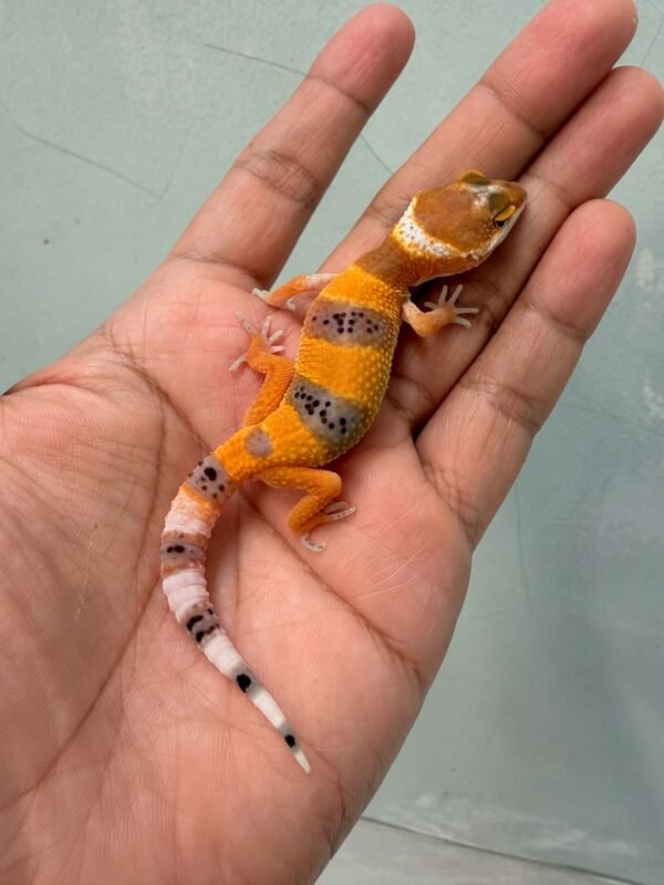 IMG_0308 jual gecko shtctb jantan baby