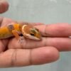 IMG_0309 mata gecko shtctb