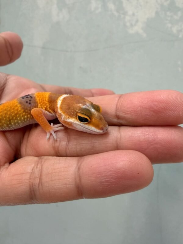 IMG_0309 mata gecko shtctb