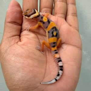 hypo tangerine fire line baby
