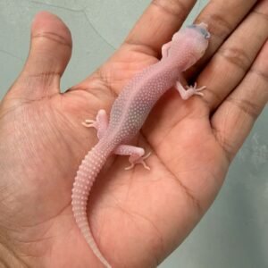 IMG_0314 gecko super ember baby