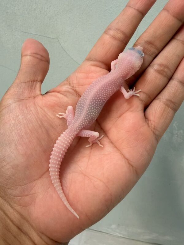 IMG_0314 gecko super ember baby