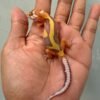 IMG_0316 gecko tangerine tremper bold stripe baby