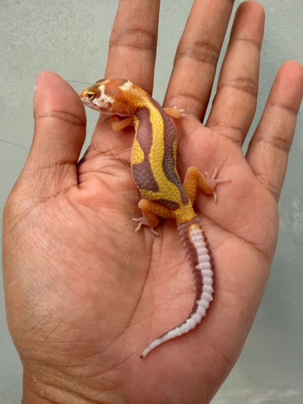 IMG_0316 gecko tangerine tremper bold stripe baby