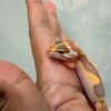 IMG_0317 mata gecko tangerine tremper bold stripe baby