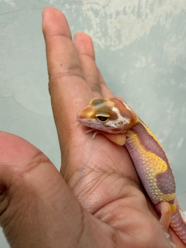 IMG_0317 mata gecko tangerine tremper bold stripe baby