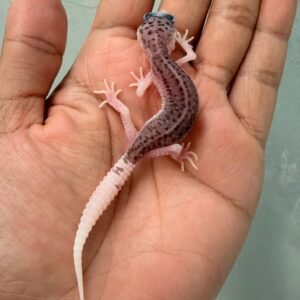 IMG_0319 gecko senyum pied black night cross bahan panda