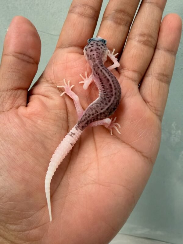 IMG_0319 gecko senyum pied black night cross bahan panda