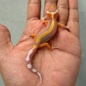 IMG_0331 gecko tremper lavender stripe baby