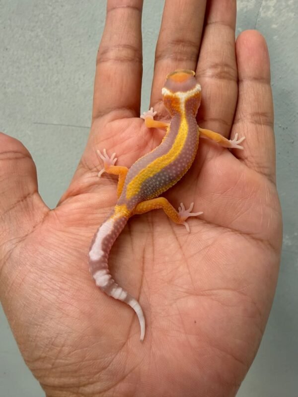 IMG_0331 gecko tremper lavender stripe baby