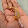 IMG_0332 Tremper Lavender Stripe - incub Jantan - R261175
