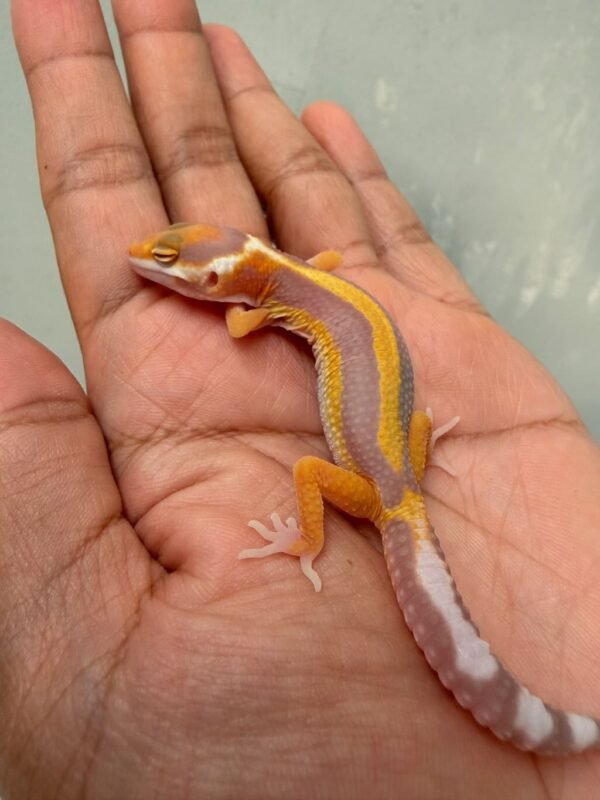 IMG_0332 Tremper Lavender Stripe - incub Jantan - R261175