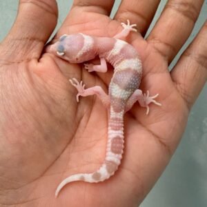 IMG_0337 white & yellow goblin het ember gecko baby