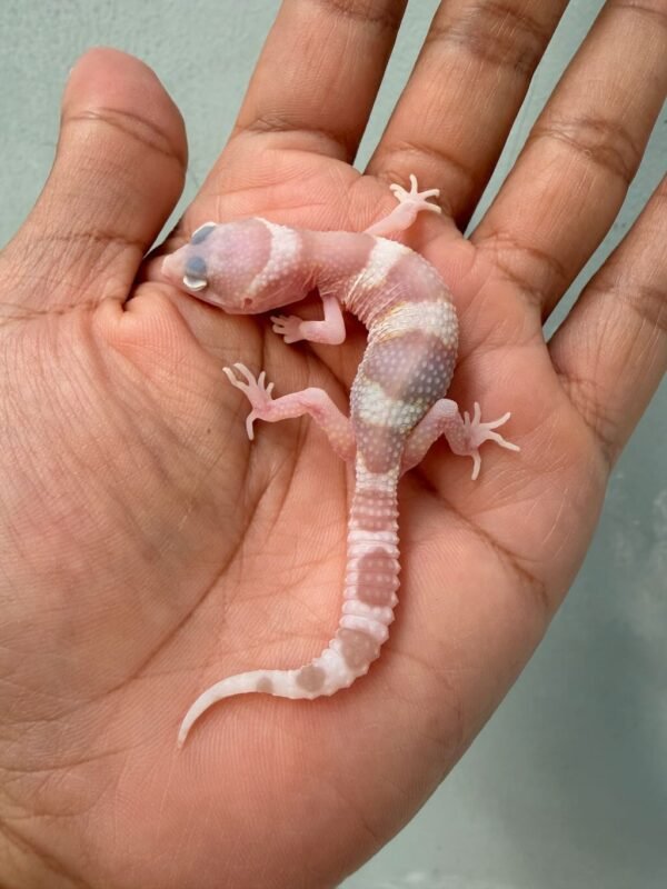 white & yellow goblin het ember gecko baby