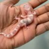White & Yellow Goblin het Ember - incub Jantan - R261049 - RARE