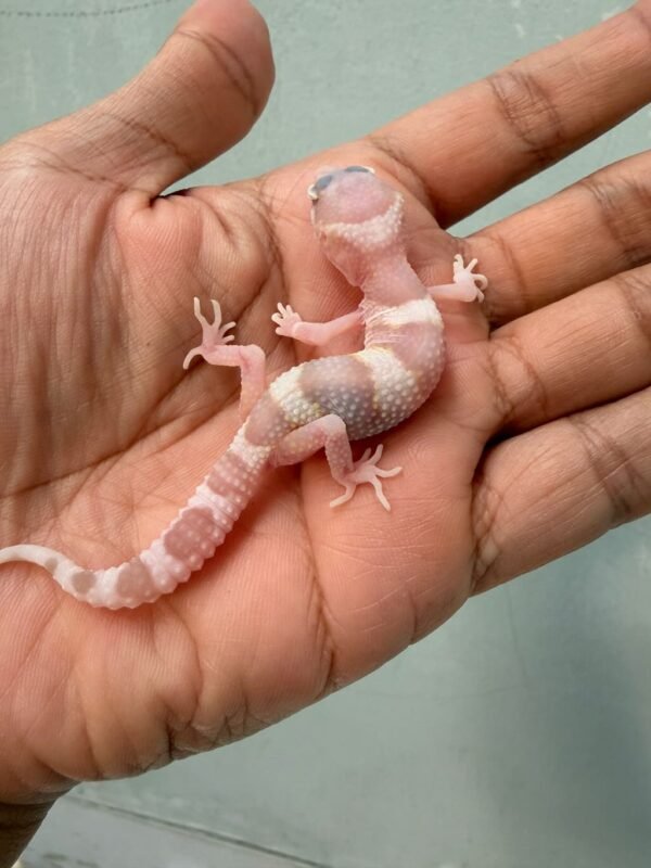 White & Yellow Goblin het Ember - incub Jantan - R261049 - RARE