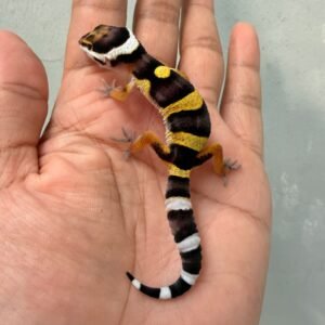 jual gecko bahan kontes bold banded