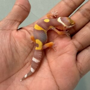 jual gecko murah baby tangerine albino black night cross
