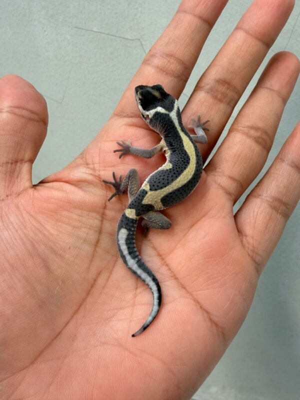 IMG_0346 gecko bold stripe baby