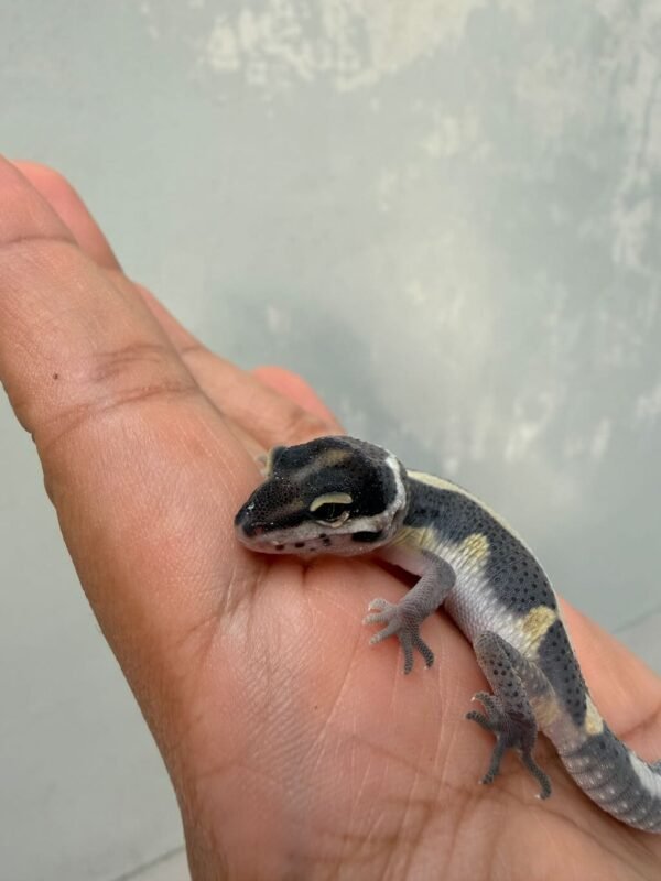 IMG_0347 Bold Stripe ph Tremper - incub Betina - R261055