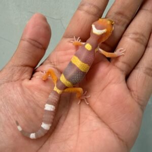IMG_0349 jual gecko tangerine albino baby murah