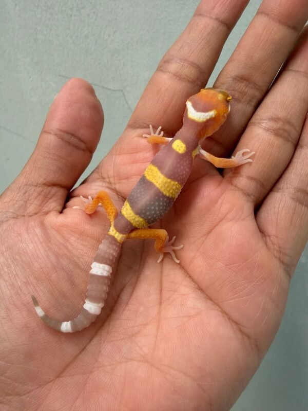 IMG_0349 jual gecko tangerine albino baby murah