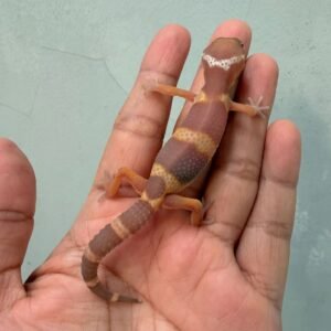 IMG_0353 tangerine chocolate bahan kontes gecko baby