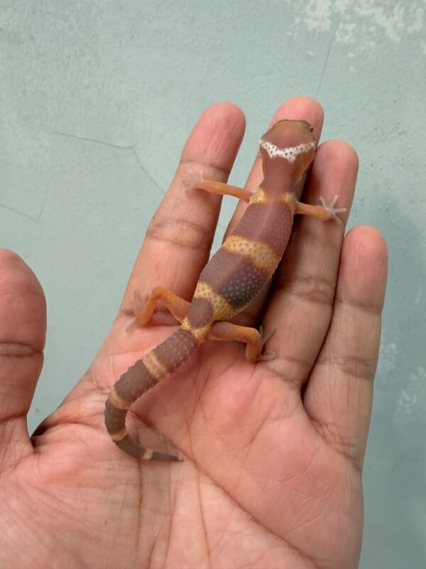 IMG_0353 tangerine chocolate bahan kontes gecko baby