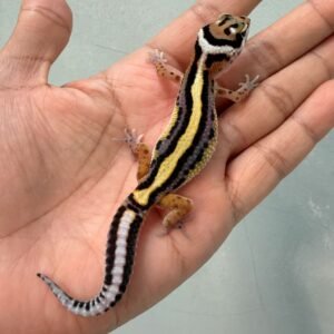 IMG_0355 gecko bold stripe juvenile contest quality