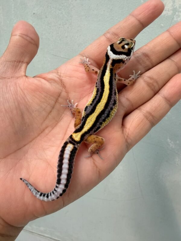 IMG_0355 gecko bold stripe juvenile contest quality