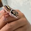 IMG_0356 Bold Stripe ph Tremper - incub Jantan - R260791 - CONTEST QUALITY