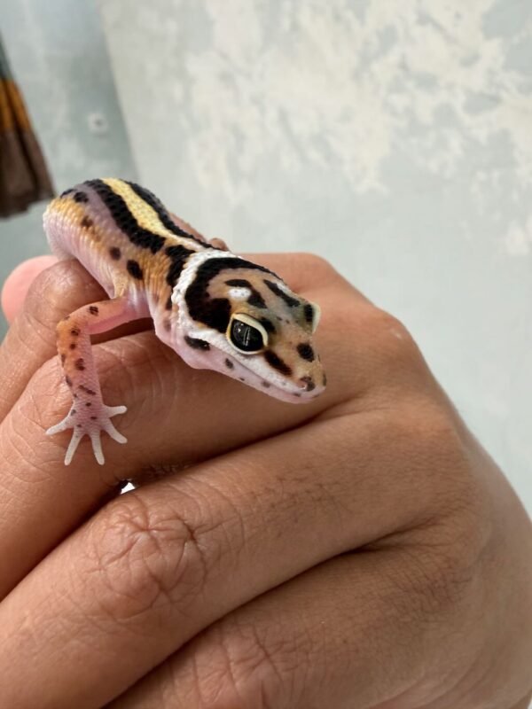 IMG_0356 Bold Stripe ph Tremper - incub Jantan - R260791 - CONTEST QUALITY