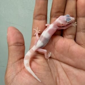 IMG_0360 gecko white & yellow goblin rare baby