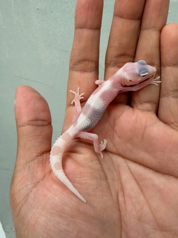 IMG_0360 gecko white & yellow goblin rare baby