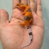 gecko tangerine enigma fire line baby