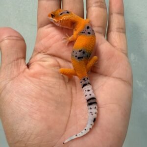 IMG_0362 gecko tangerine enigma fire line baby