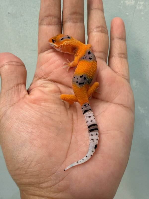 gecko tangerine enigma fire line baby