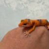 Tangerine Enigma Fire Line - incub Jantan - R260615 - NICE COLOR