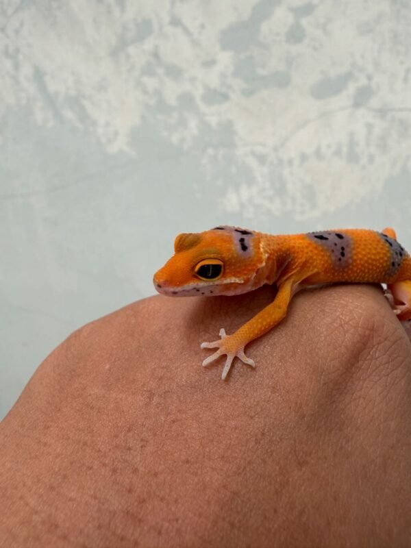 Tangerine Enigma Fire Line - incub Jantan - R260615 - NICE COLOR