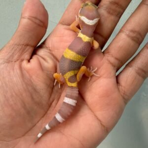 IMG_0365 gecko tangerine albino black night cross baby
