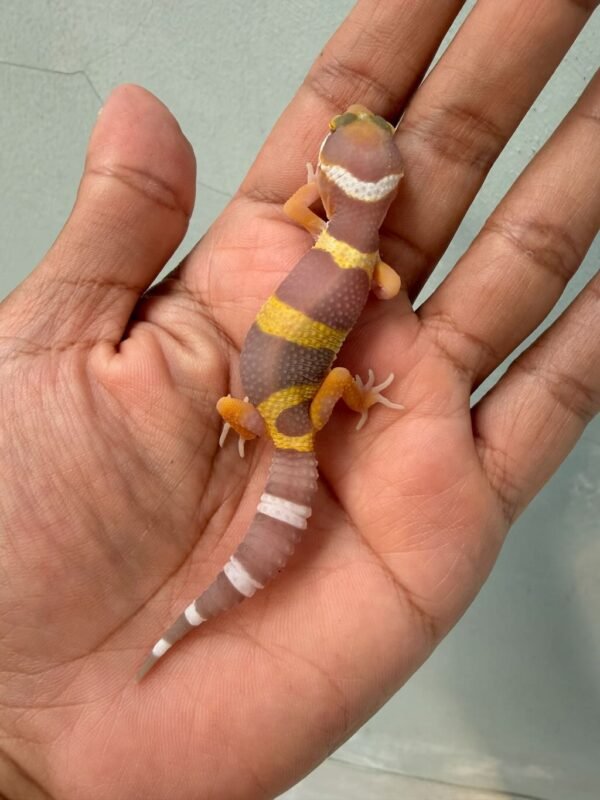 IMG_0365 gecko tangerine albino black night cross baby