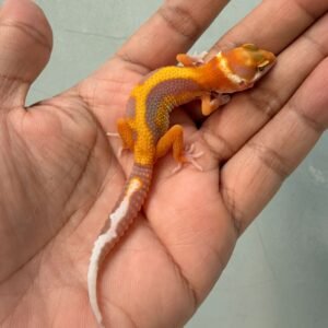 jual gecko tangerine tremper stripe baby murah