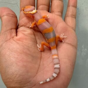 IMG_0370 gecko bell lavender baby