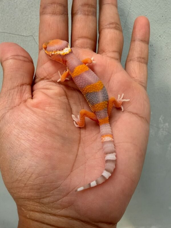 gecko bell lavender baby