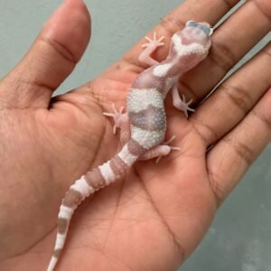 IMG_0558 gecko white and yellow mack snow tremper baby