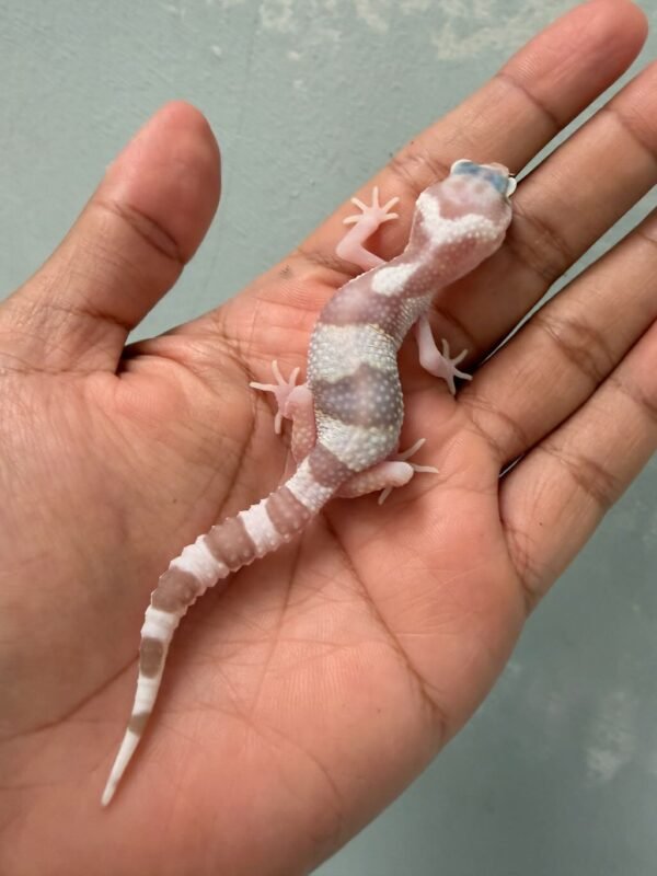 gecko white and yellow mack snow tremper baby