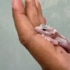 mata gecko white & yellow mack snow tremper