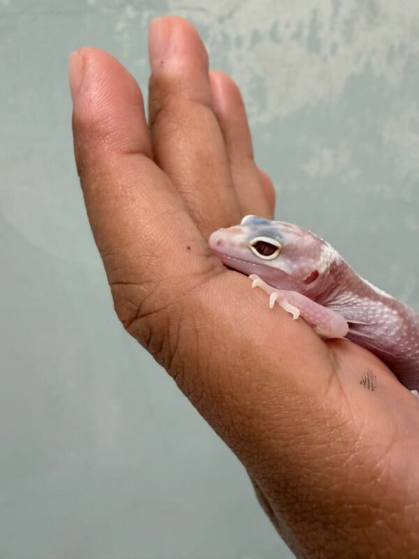 mata gecko white & yellow mack snow tremper