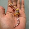 IMG_0561 jual gecko tangerine albino baby murah